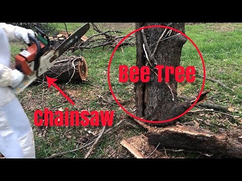How to cut bees out of a tree!