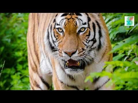 Tiger Roar Sound Effect - No Copyright[Download Free]