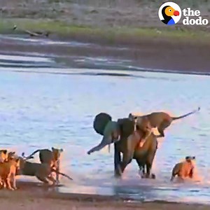 4.9M views · 8.3K shares | This little elephant ran into 14 lions — and was so brave  | The Dodo | Facebook