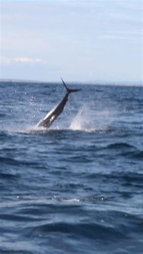 backflipping striped shows off #FishForever #season3 #keepitwild | Al McGlashan