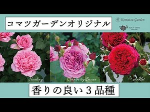 【バラ品種紹介】香りの良いコマツガーデンオリジナル品種を紹介