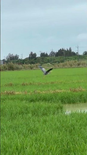 飛んでしたっまた！！ムラサキサギ。
