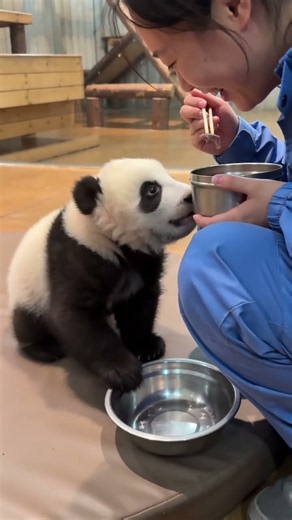 Gungun Tries to Trade an Empty Bowl #panda