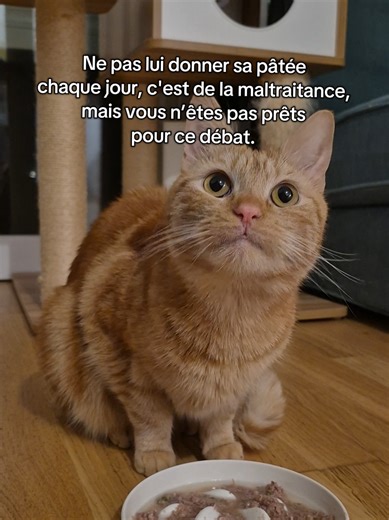 Insuffisance rénale chez les chats : une réalité à connaître