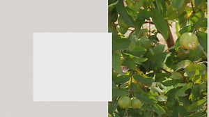 HOW TO REDUCE THE IMPACT OF ROT IN CITRUS FRUIT TREES?