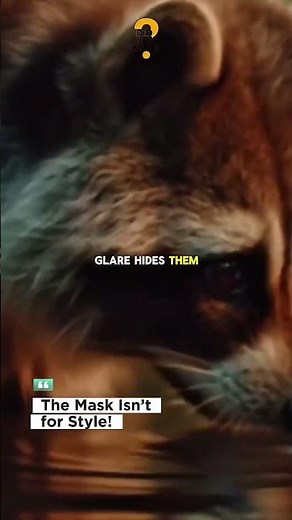 Why Do Raccoons Look Like They’re Wearing Masks⁉️ #animalfacts