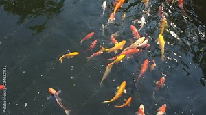 Koi fish, koi, animal, background, white, golden, carp, colorful, red,4k