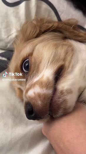 Los Mejores Videos de Perritos en TikTok