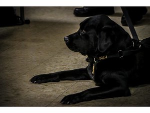 Arson Dog, Ring-Bearer For Michigan Couple, Steals The Show
