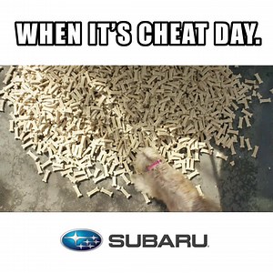 Snacks out, pack’s out. 🐕 🐩 🐶 Treat your friends with the all-new 2019 Subaru Forester®, with an extra-wide rear gate. | Subaru of America, Inc.