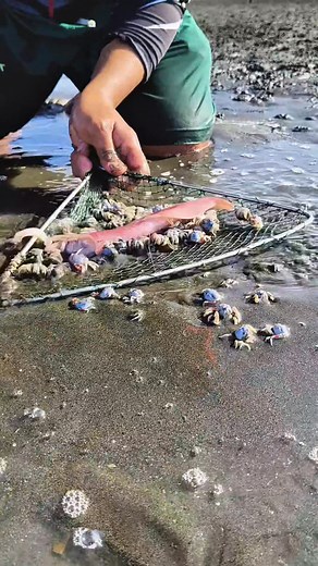 839K views · 888 reactions | Soldier Crabs Surrounded the Arrow Squid  | Ser Ron | Facebook