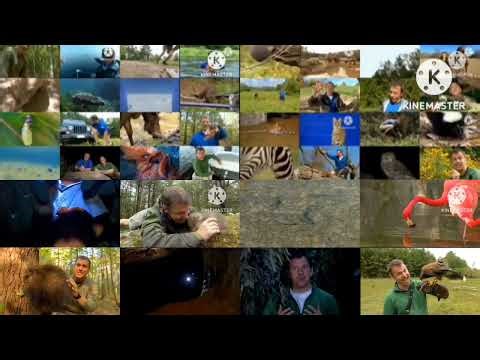 All Episodes Of The Wild Kratts Season 1 At The Same Time