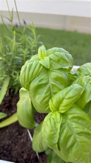 High-Rise Elevated Garden