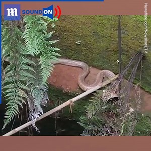 This woman is trying to save a venomous snake that could kill her! | Daily Mail Video