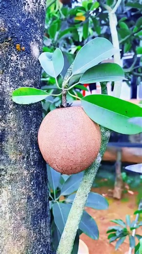 Understanding Different Types of Fruits and Their Benefits