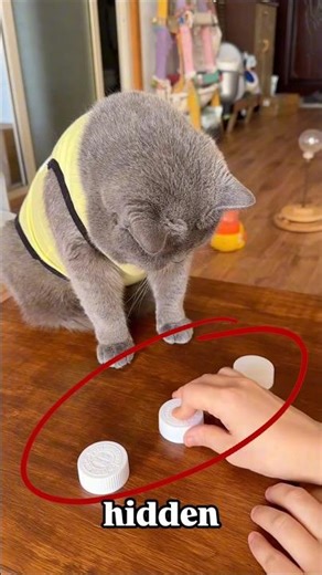 😎Smart Cat Wins Every Time 🐱🔥🤟🏻✅ | #smartcat #catchallenge #catvideo #funnycat #petgenius #usa