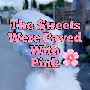 36K views · 2.3K reactions | We had to show you our favorite place this time of year  | Lucky Lou and Coco Too | Facebook