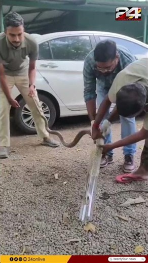 അഞ്ചൽ പനയംചേരിയിൽ പൈപ്പ് വിഴുങ്ങിയ നിലയിൽ മൂർഖൻ പാമ്പ്; അഞ്ചൽ RRT സംഘം രക്ഷപെടുത്തി