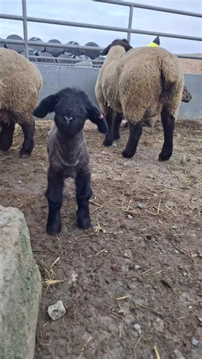 Meet the 'Menace' Suffolk Sheep with a Cheeky Personality