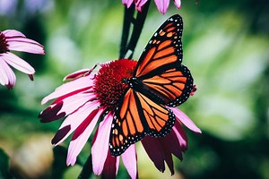 How To Create the Ultimate Butterfly Garden