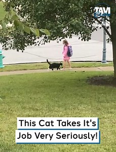 This Cat Takes Its Job Very Seriously! | Tavi Castro