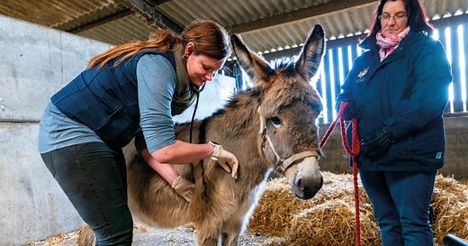 Vaccinating your donkeys