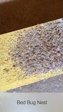 Hidden Bed Bug Nest