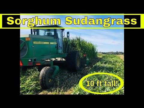 Cutting & Chopping Sorghum Sudangrass |10 feet tall