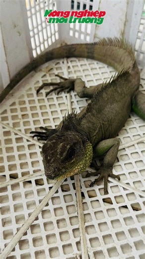 Having captured a rare "Earth Dragon," the young man chose an unexpected way to handle it.