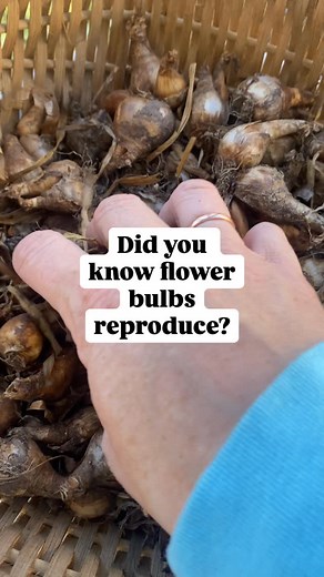 28 reactions · 5 comments | Did you know flower bulbs reproduce? #garden #gardening #urbangarden #gardener #urbangardener #gardenersofinstagram #urbangardening #gardeninspiration #gardendesign #backyardgarden #flowerbulbs #bulbs #gardentips #organicgardening #mastergardener | The Inked Master Gardener | Facebook