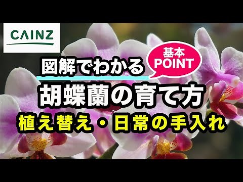 胡蝶蘭の育て方｜植え替え、水やり、増やし方など図解でわかるコチョウランの育て方｜カインズ公式チャンネル
