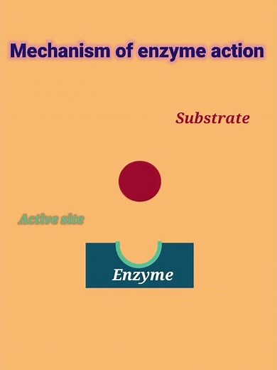 mechanism of Enzyme action #enzyme action