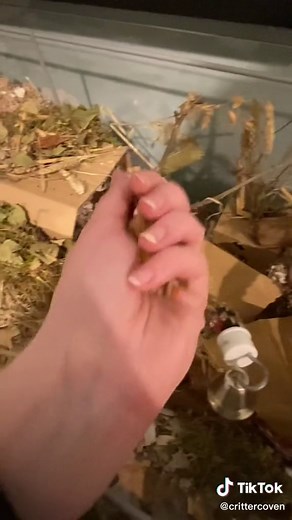 Bin cages are great but a glass cage has a certain va va voom! #mouse #petmice #rodent #enclosure #cages #cagesetup #propercare #ethicalbreeder