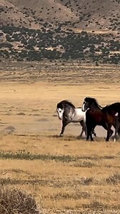 On target, Eclipse! Eclipse isn’t going to put up with anything, even from the big boys. Who knows, in a year or two maybe eclipse will have his own band. How many of us would love to see another little Eclipse running around?? @followers | Kay M. Kotzian