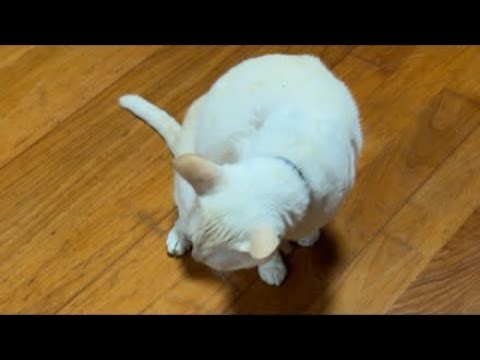 【沖縄ねこLIVE】寝てる猫286にゃむ)｜癒し・作業用BGM・睡眠導入／一週間ぶりの再会