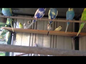 Budgie aviary setup