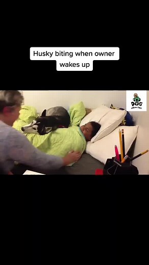 Husky biting when owner wakes up#huskypuppy #dogtiktokvideo #doglover