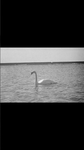 Why the Mamiya Universal Press is Still a Beast for B&W Film