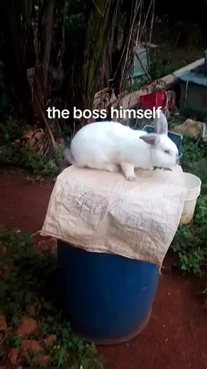 migals rabbitry Mandeville