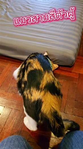 แมวสามสีตัวผู้,Male Calico Cat, แมวมงคล,แมวหายาก,Rar Cat #malecalicocat #แมวสามสีตัวผู้ #แมวสามสี #แมวหายาก #แมวมงคล