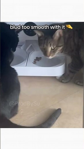 bruh got distracted 🥀🐈