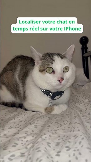 NO-SUBSCRIPTION Cat GPS: The ultimate trick to never lose your cat again! #cats #cat
