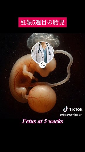 Feto de 5 Semanas: Desarrollo del Embrion