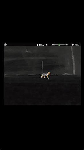 Effective Coyote Hunting with Thermal Night Vision