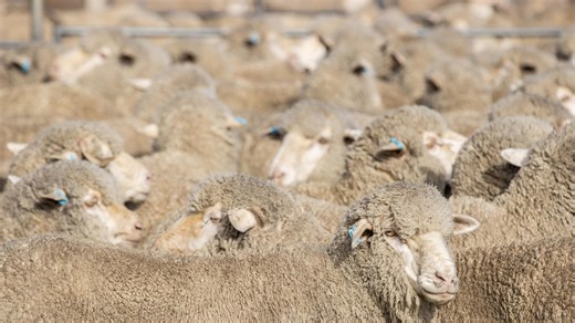 ‘Shearers are shouting the beers’: Sheep flock in crisis