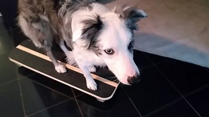 Skateboard Training Part 2.... first time on a hard surface :) | Mr Biscuit