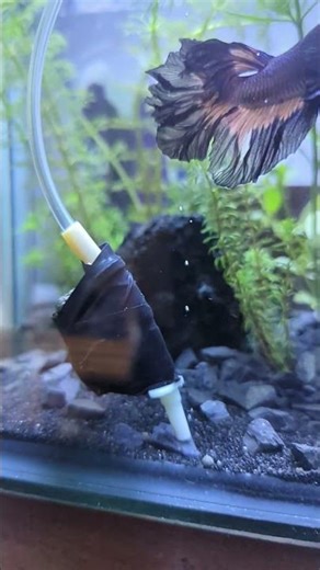 DIY co2 diffuser , Planted Beta Fish Aquarium scape #lavastone