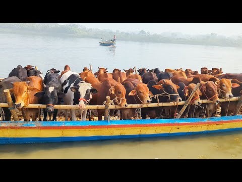 cow unloading, cow videos, cow video, animal, big cow, goru hamba cow, Ep-05