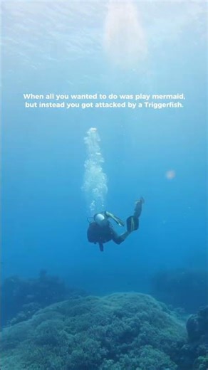 Why You Should NEVER Swim Over a Triggerfish | Scuba Diving Attack #scuba #triggerfish