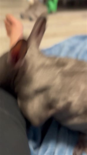 215K views · 26K reactions | Summa is really growing up and wanting to explore. We have had 11 orphaned babies come into care in the last 2 months. I’m so grateful for the group of other carers we work closely with that help in raising these babies. Working in a team lightens the load. ♥️ | Two Songs Sanctuary | Facebook